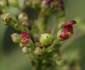 Close-up of Figwort Flowers with  seed capsules forming.