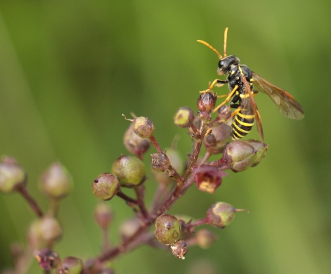 Wasps are the main pollinators of Figwort