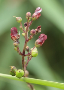 The flowers of Figwort.