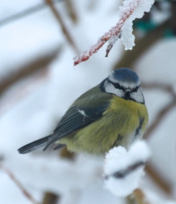 Flocks of Tits came through every few minutes to stock up against the cold.