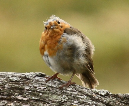 Moulting adult Robin, looking rather dishevelled